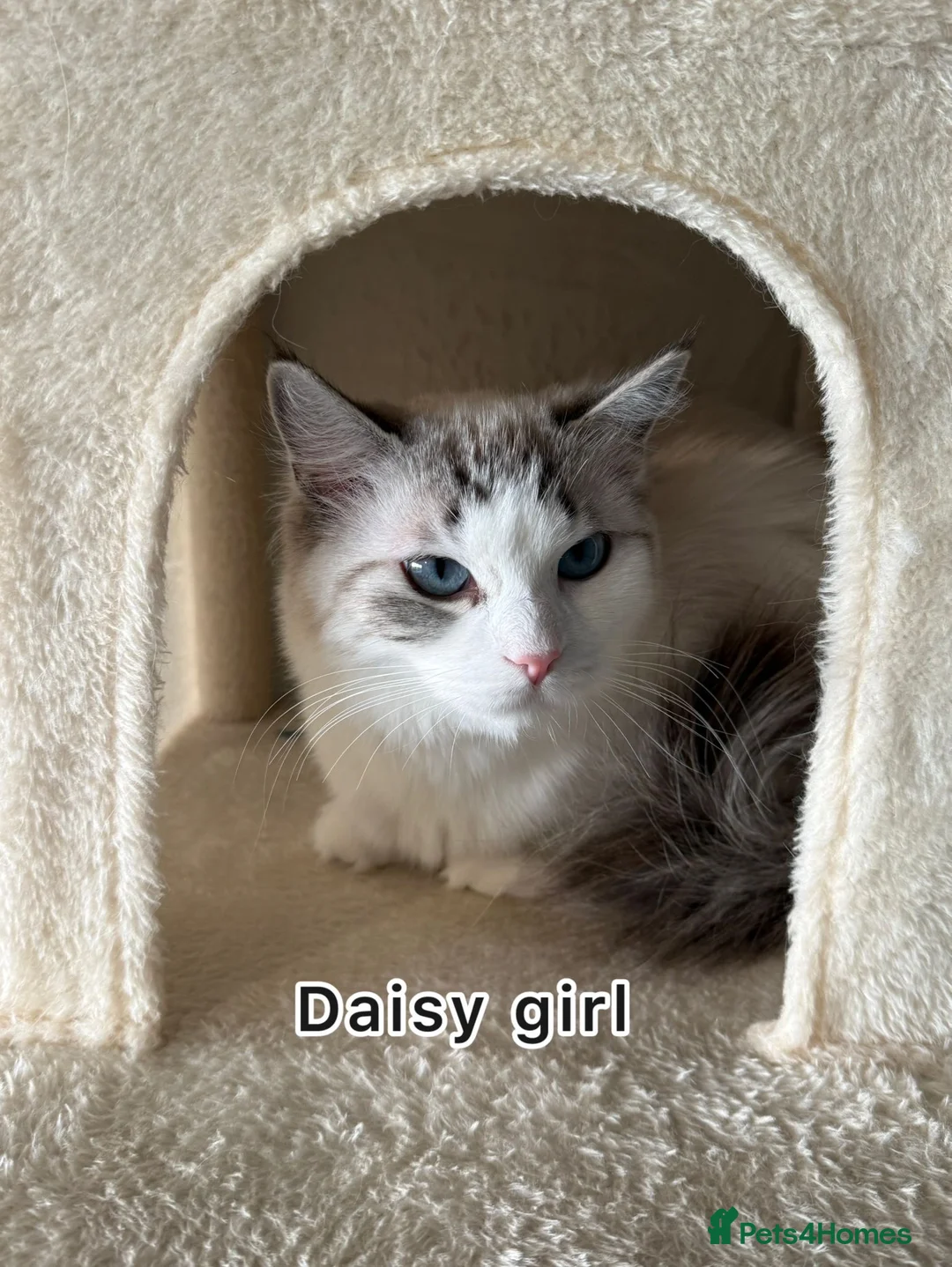 Maine Coon cats for sale: Gorgeous Ragdoll Female  - Advert 1