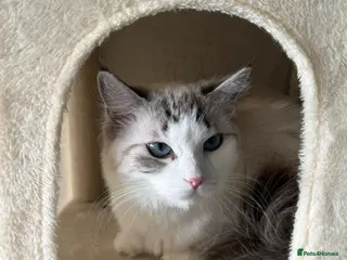 Maine Coon cats Gorgeous Ragdoll Female - Advert 1