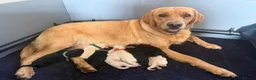 Goldador dogs for sale: Adorable very fluffy Goldador puppies - Advert 8