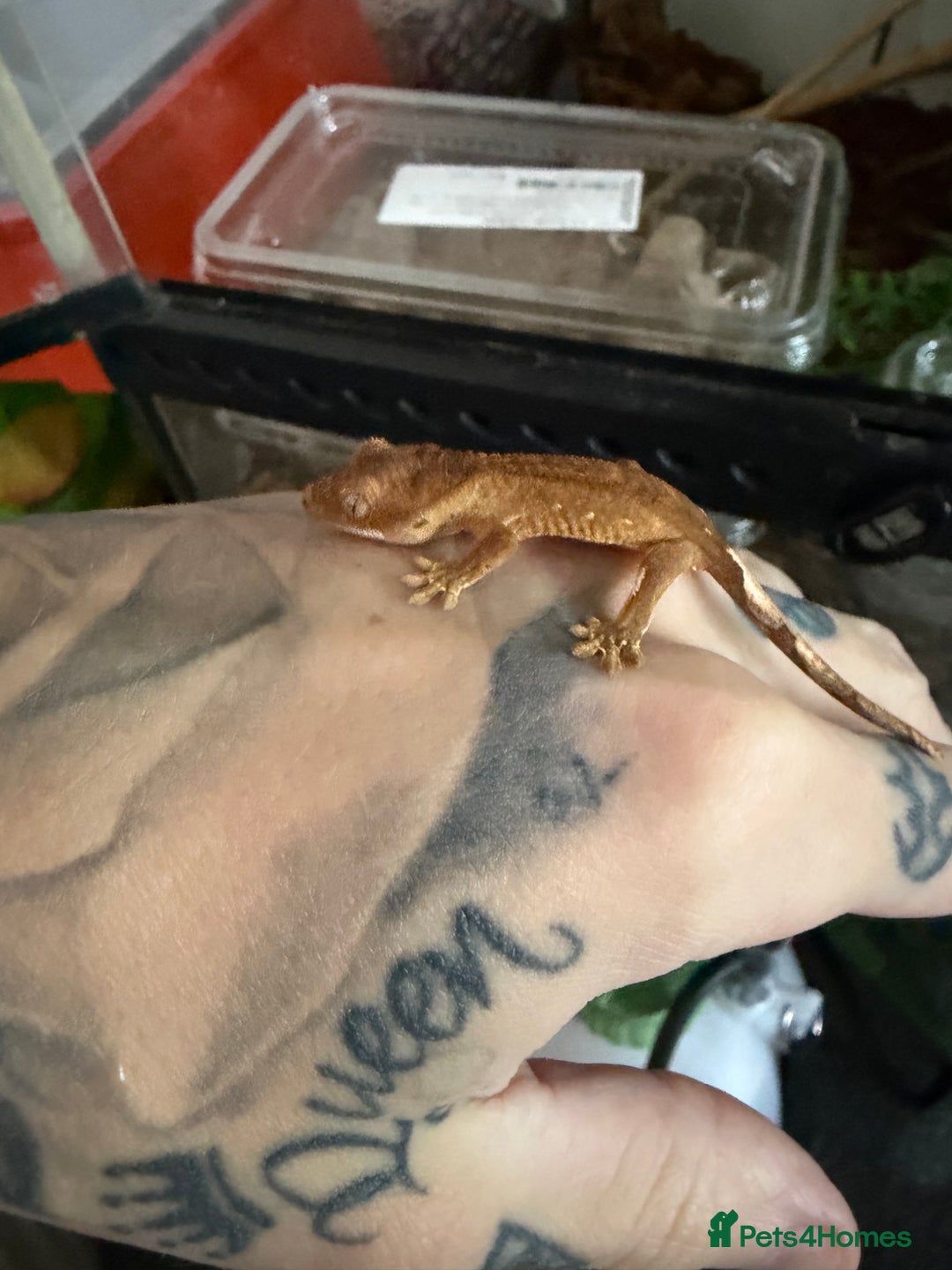 Gecko reptiles for sale: Crested gecko babies  - Image 6