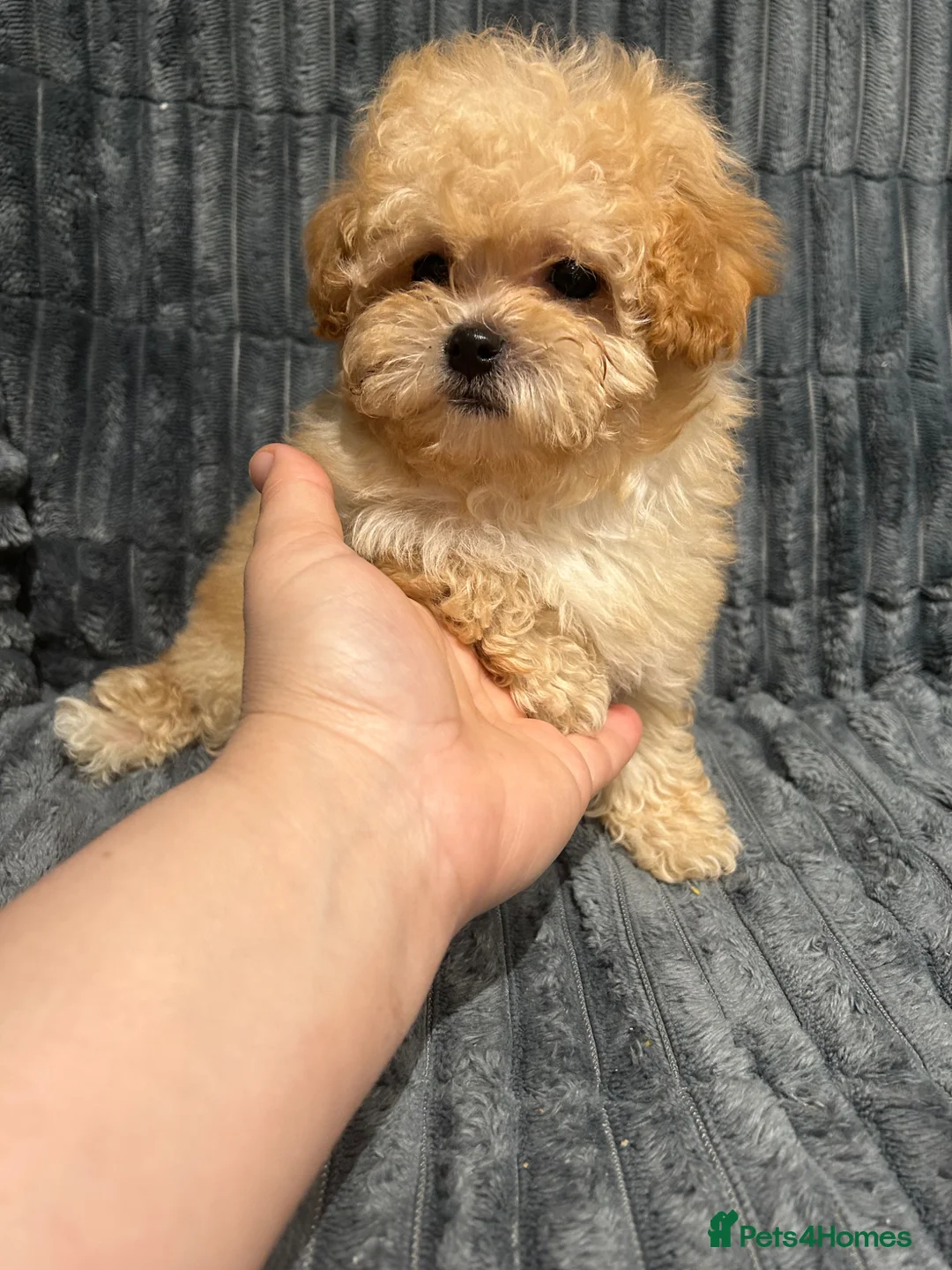 Maltipoo dogs for sale: Toy maltipoo Ready to leave - Advert 1
