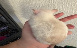 Rat rodents for sale: Fancy Siamese rats  - Advert 11