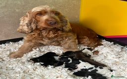 Cocker Spaniel dogs for sale: Full show line health tested cocker spaniel puppy - Image 11