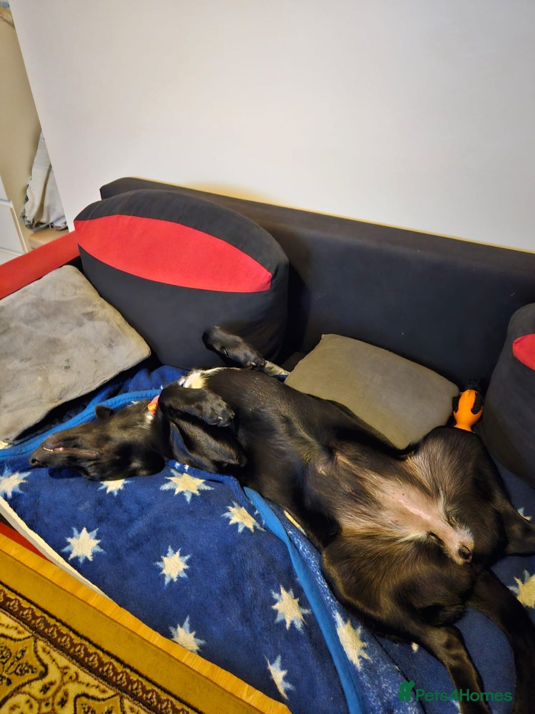 Belgian Shepherd Dog dogs for sale: For sale  - Advert 4