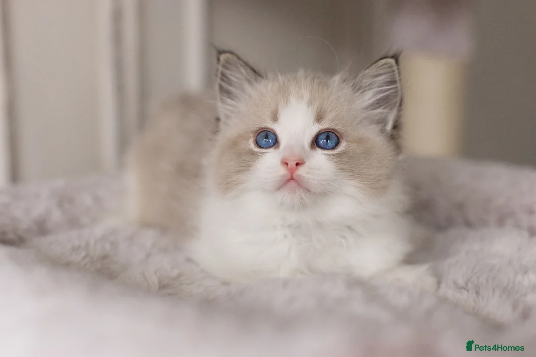 Ragdoll cats for sale: Last Blue Bicolour Ragdoll female available  - Advert 18