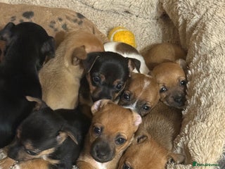 Jack Russell dogs Jack Russell Terrier puppies - Advert 10