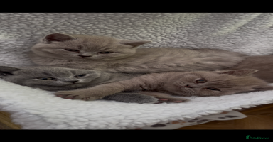 British Shorthair cats in Sutton Coldfield - Advert 6