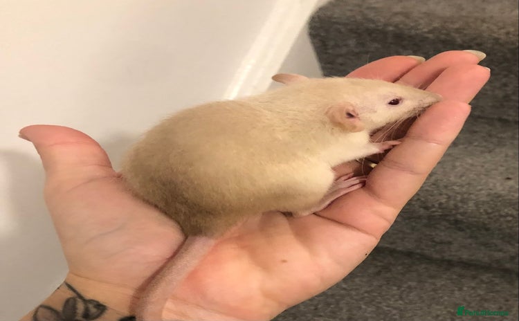 Rat rodents Baby dumbo rats - Advert 1