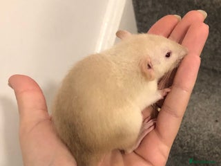 Rat rodents for sale: Baby dumbo rats - Advert 1