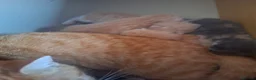 Mixed Breed cats for sale: 10 stunning kittens - Advert 14