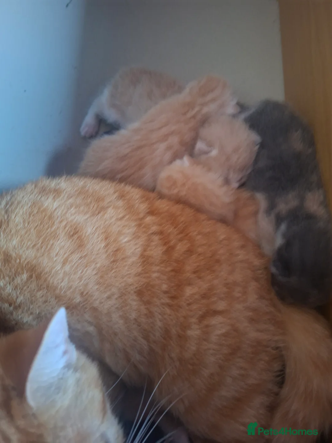 Mixed Breed cats for sale: 10 stunning kittens - Advert 14