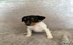 Jack Russell dogs for sale: Stunning tri coloured Jack Russel girl available  - Image 12