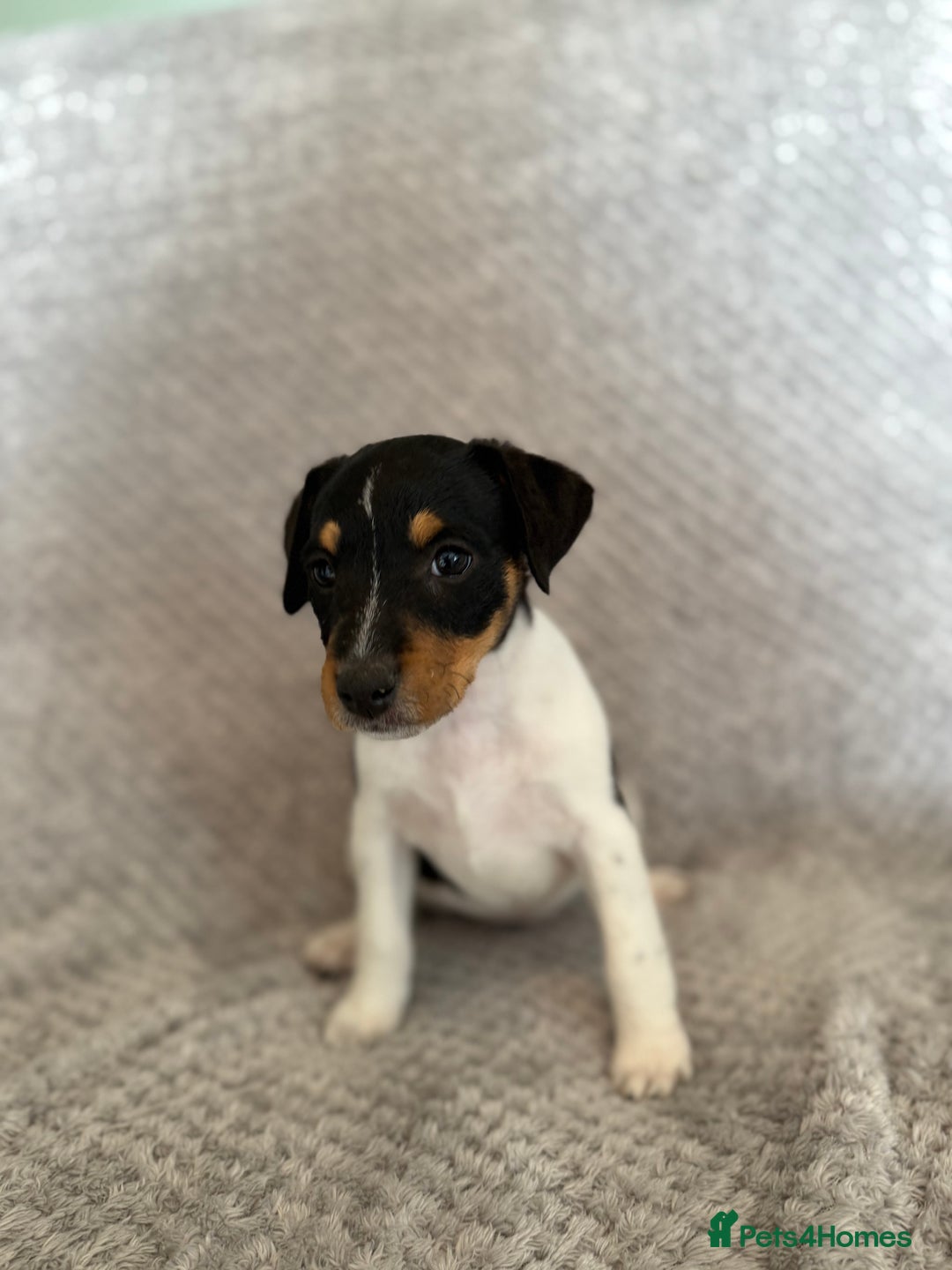 Jack Russell dogs for sale: Stunning tri coloured Jack Russel girl available  - Image 12