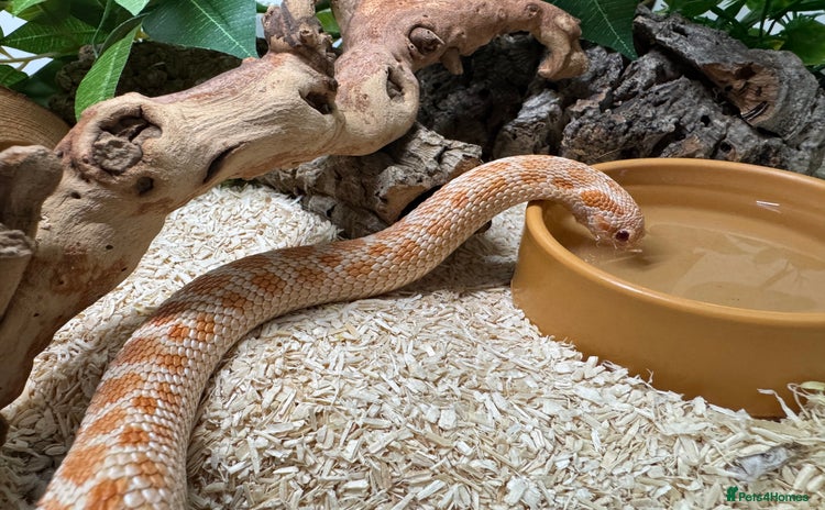 Snake reptiles for sale - Advert 3