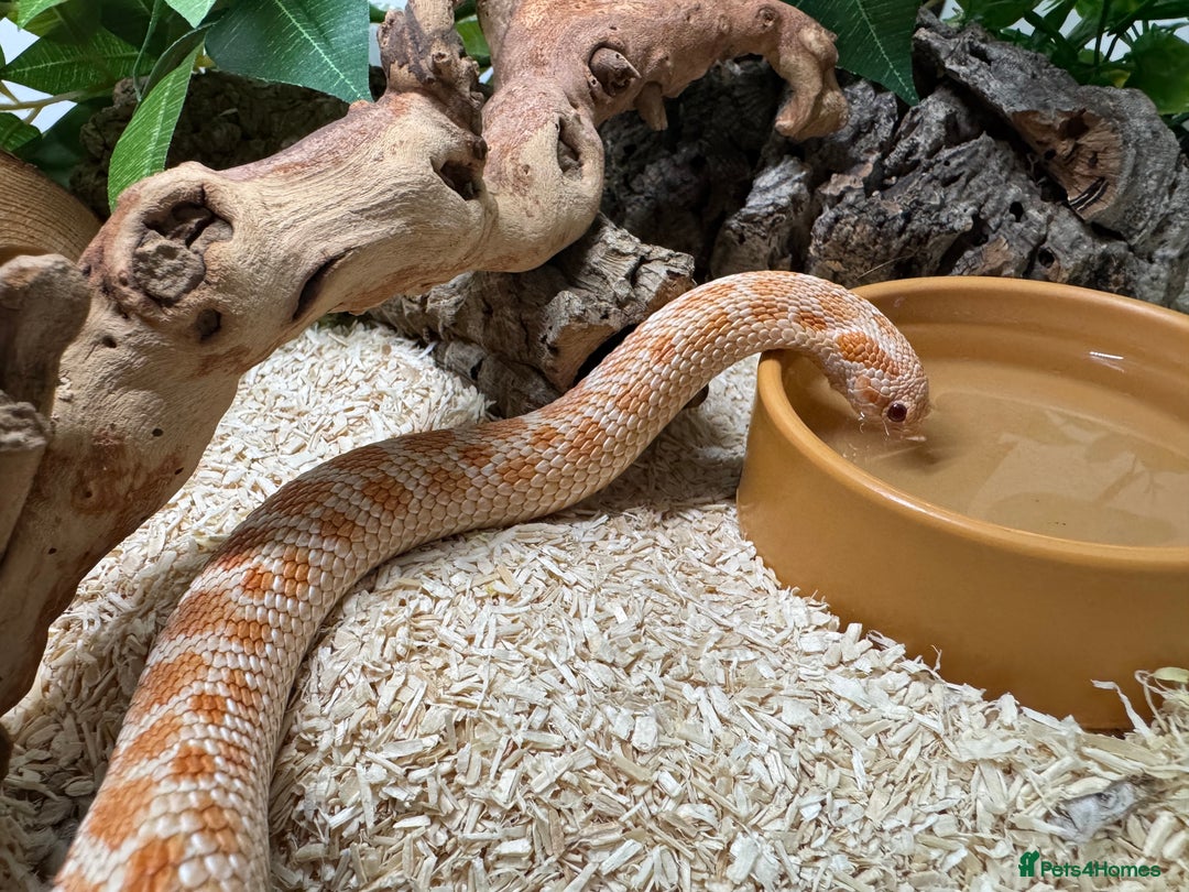 Snake reptiles for sale: Albino Hognose Snake - Image 1