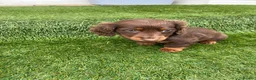 Miniature Dachshund dogs for sale: miniture dachshund - Advert 4
