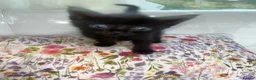 Mixed Breed cats for sale: Ready to leave  - Advert 2