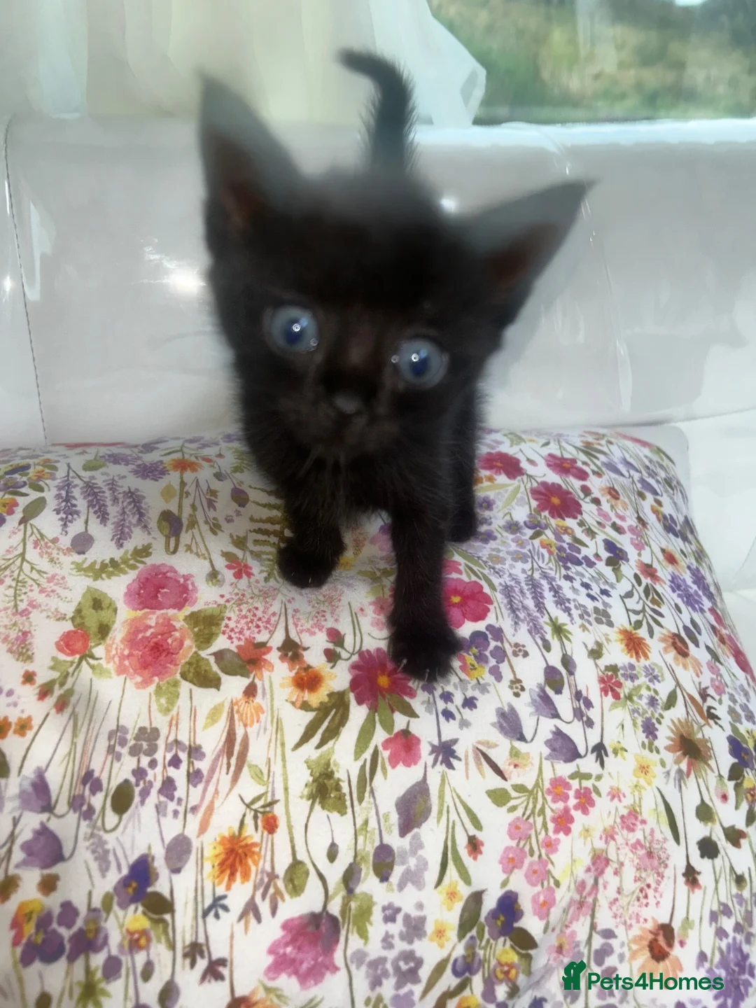 Mixed Breed cats for sale: Ready to leave  - Advert 2