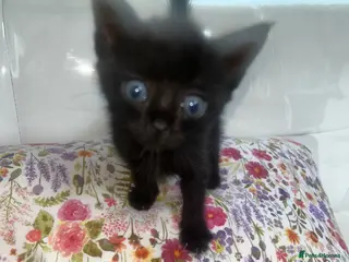 Mixed Breed cats Last 2 girls needing forever home - Advert 11
