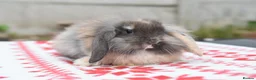 Netherland Dwarf rabbits for sale: ⭐️ Baby rabbits looking for new home ⭐️ - Advert 5