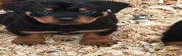 Rottweiler dogs for sale: Stunning puppies ready now  - Advert 2