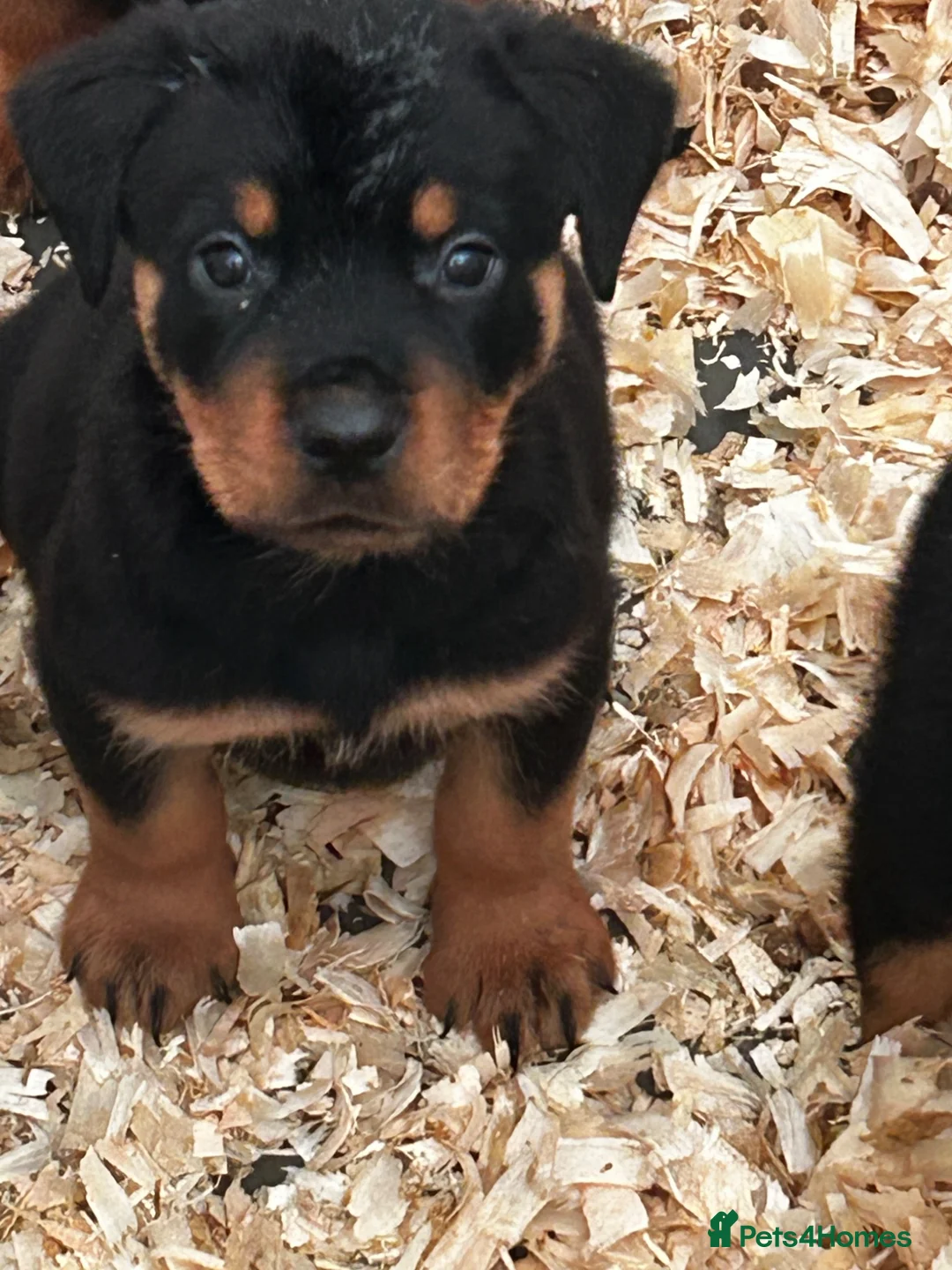 Rottweiler dogs for sale: Stunning puppies ready now  - Advert 2