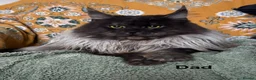 Maine Coon cats for sale: 🐾 Georgous TICA Maine Coon Kittens🐾 - Advert 3