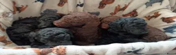 Mixed Breed dogs for sale: Beautiful Poodle Puppies 🩷 - Advert 13