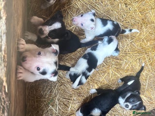 Border Collie dogs Beautiful working border collie pups - Advert 1