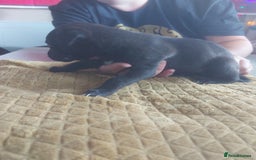 Whippet dogs for sale: Whippet Puppies - Image 29