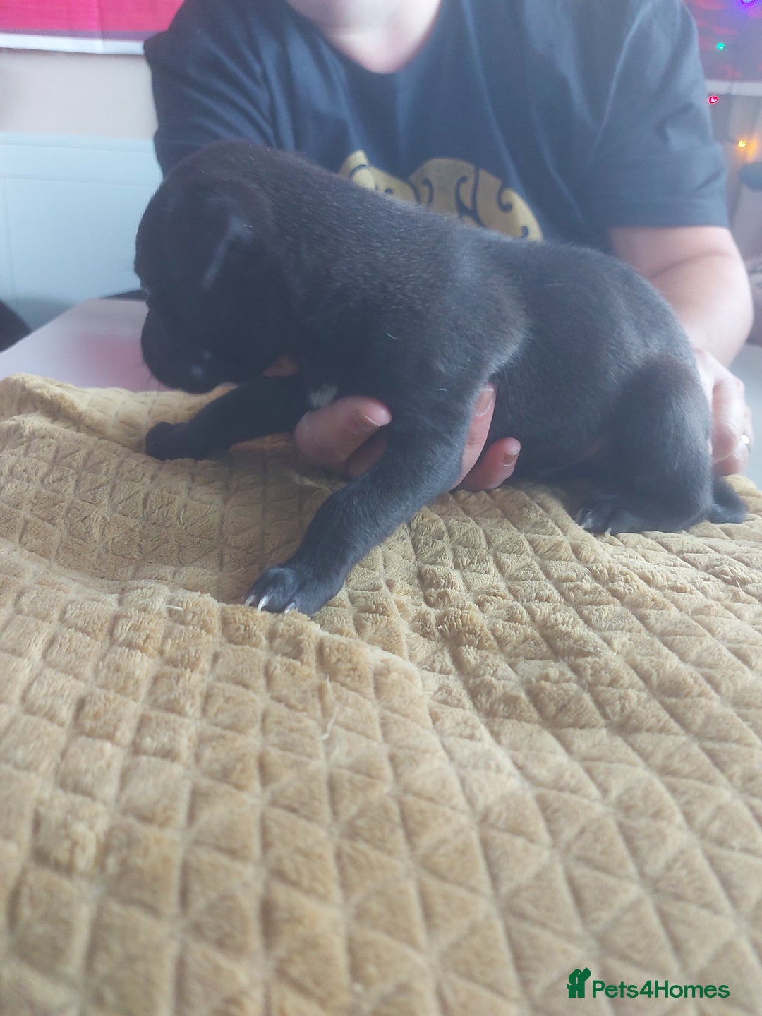 Whippet dogs for sale: Whippet Puppies - Image 29