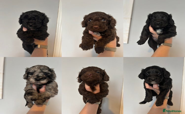 Cockapoo dogs - Advert 1
