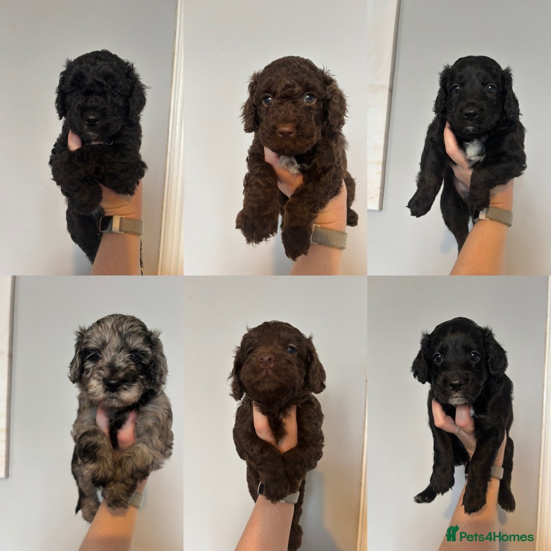 Cockapoo dogs for sale: 6 Cockapoo F1B *5 weeks old* - Image 1