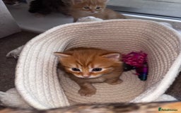 Domestic Shorthair cats for sale: Siberian Mixed (Fluffy Kittens)  - Image 3