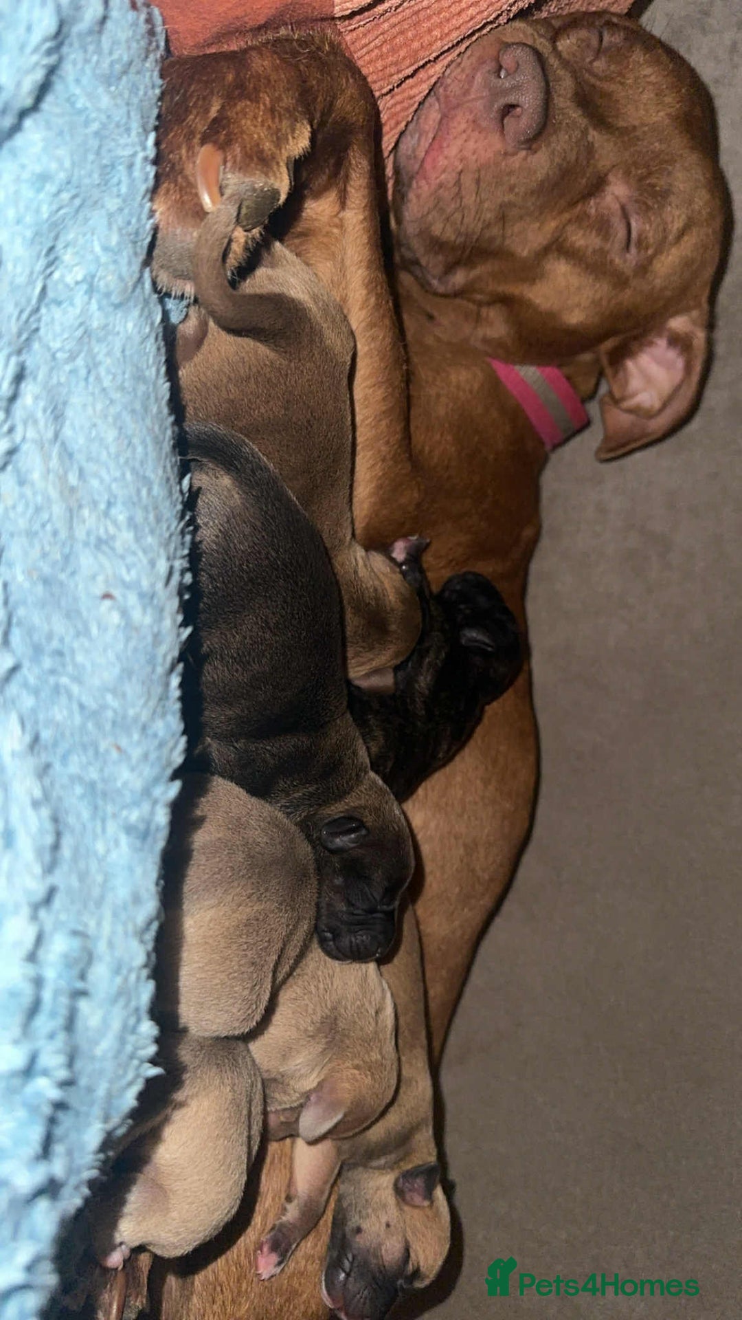 Mixed Breed dogs for sale: Bully pups  - Advert 9