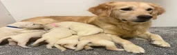 Golden Retriever dogs for sale: Beautiful healthy puppies - Advert 28