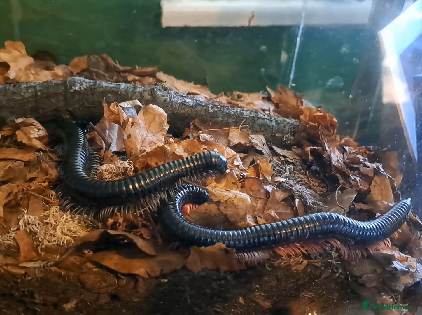 Millipedes invertebrates Blue Leg Titan Female - Advert 13
