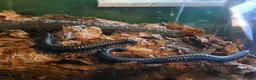 Millipedes invertebrates for sale: Blue Leg Titan Female in Saint Helens - Advert 1