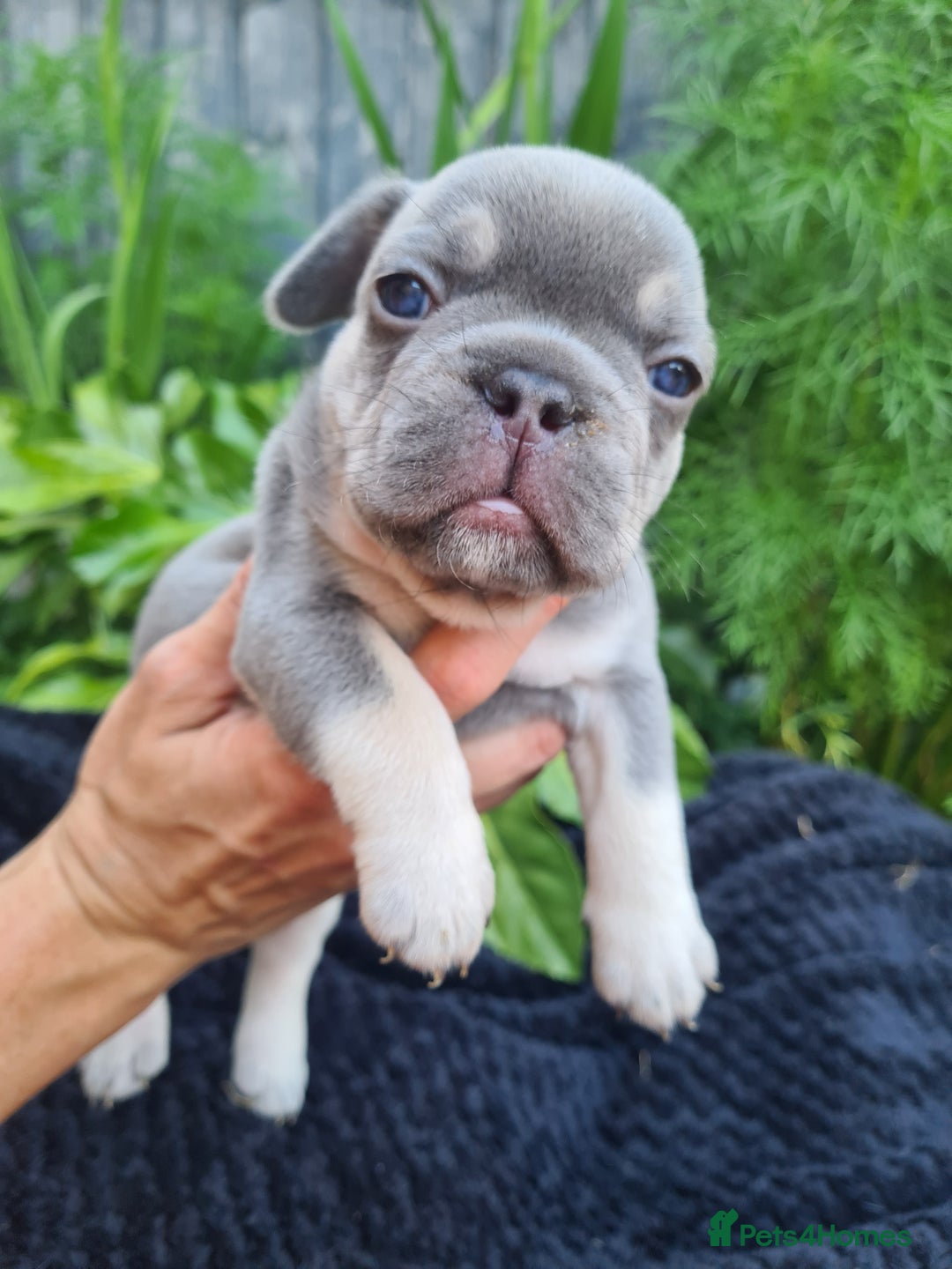 French Bulldog dogs for sale: Big Perm, fluffy and furnished frenchies  - Image 13