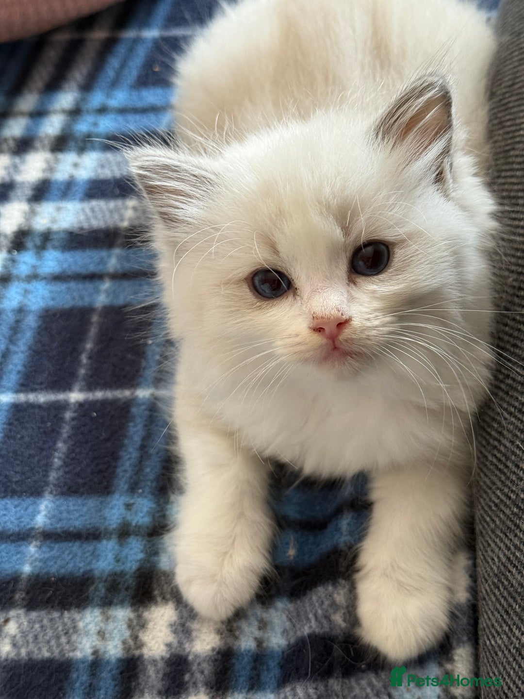 Ragdoll cats for sale: ✨ Gorgeous Ragdoll Kittens – Ready to Reserve! ✨ - Image 4