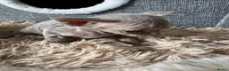 Devon Rex cats for sale: TICA Registered Devon Rex Lilac Kittens  - Advert 5