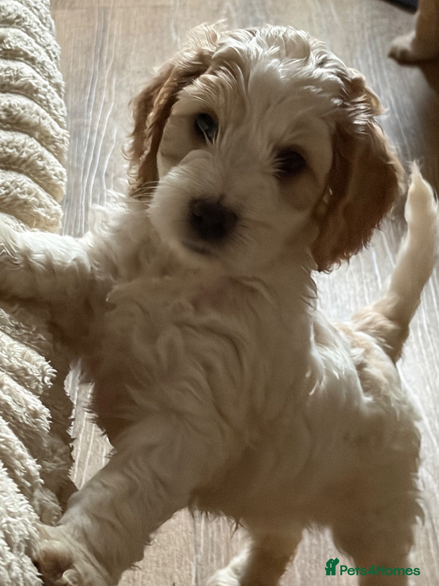 Cockapoo dogs Beautiful F1 cockapoos ready for new homes - Advert 2