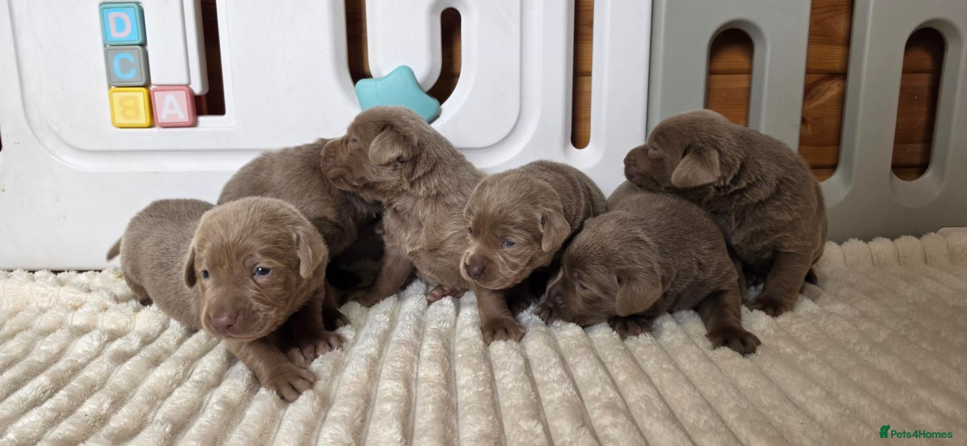 Labrador Retriever dogs 6 STUNNING KC SILVER LABS. HEALTH TESTED PARENTS - Advert 1