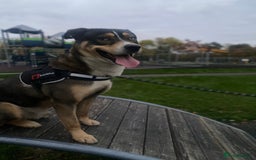 Mixed Breed dogs for sale: Siberian husky x lab  - Advert 4