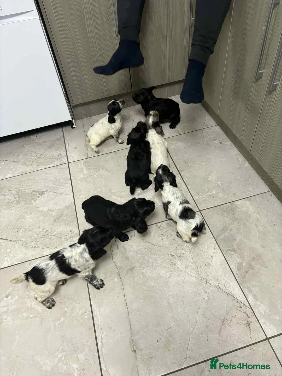 Sprocker dogs for sale: 7 Sprocker spaniels - Advert 11