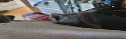 Mixed Breed cats for sale: Russian blue x - Advert 4