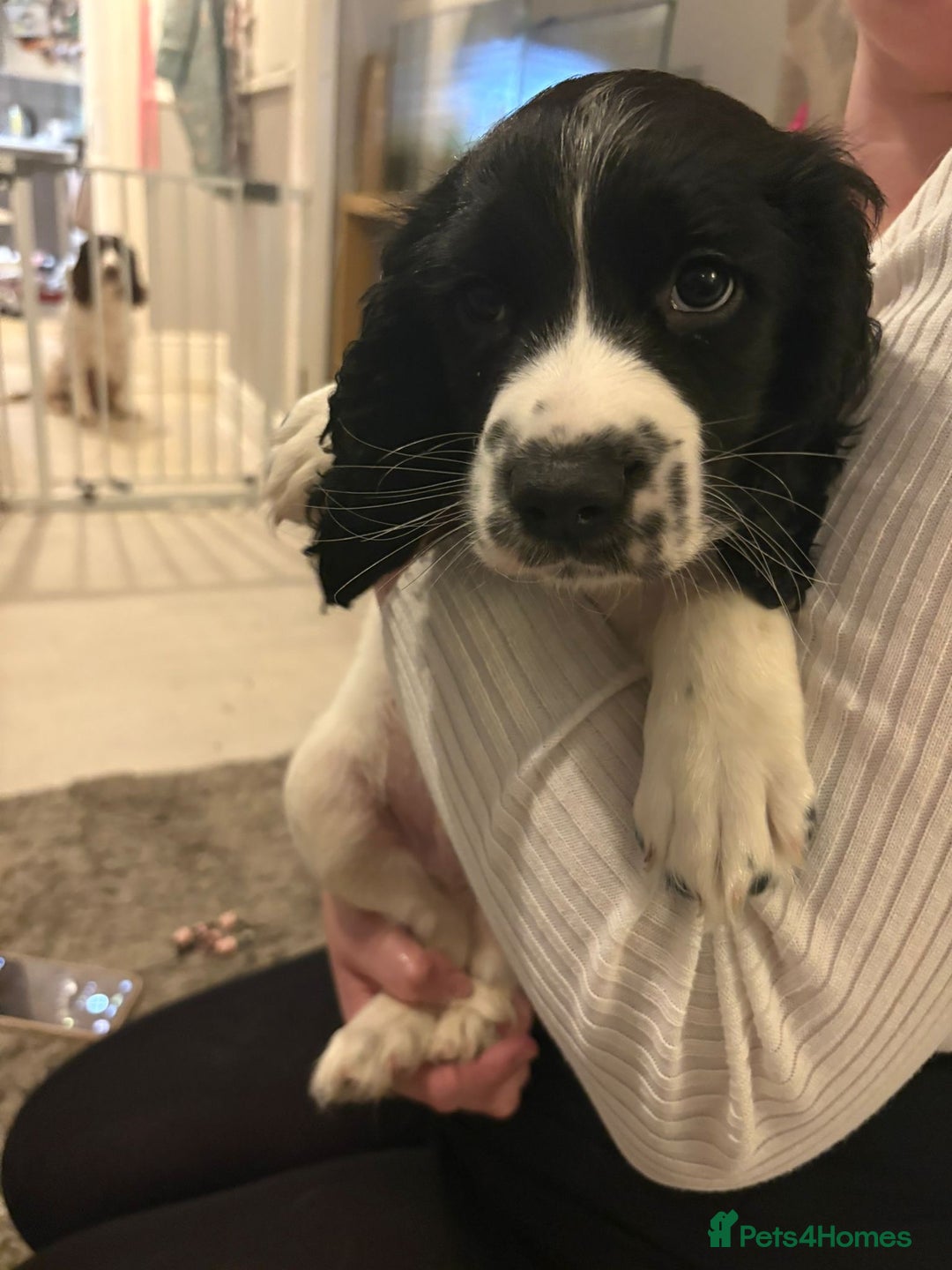 English Springer Spaniel dogs for sale: Beautiful Springer Boys - Advert 5