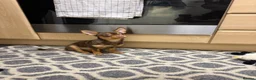 Chihuahua dogs for sale: Chocolate brown chihuahua  - Advert 2