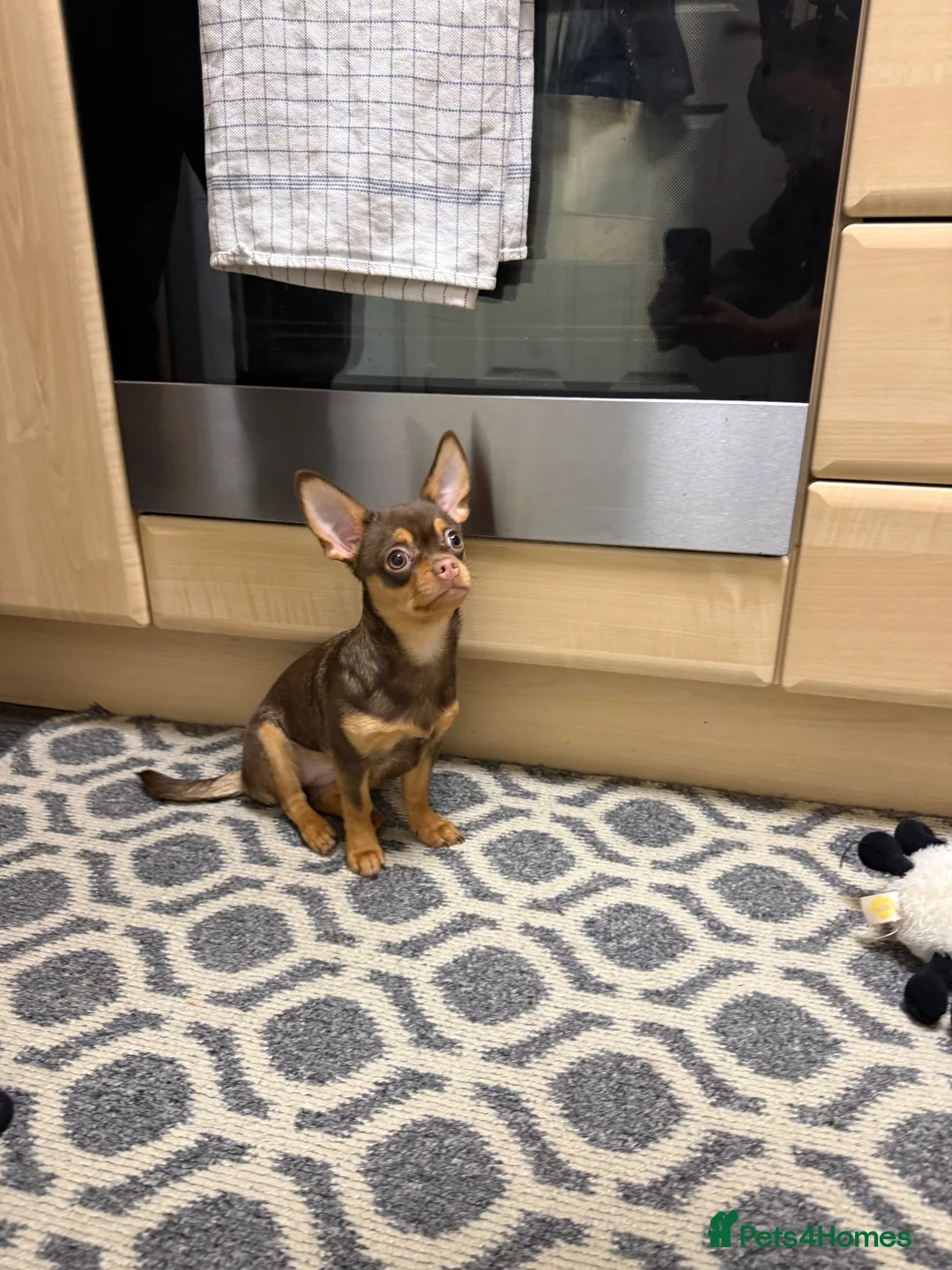 Chihuahua dogs for sale: Chocolate brown chihuahua  - Advert 2