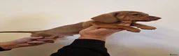 Miniature Dachshund dogs for sale: Miniature chocolate dapple black tan dachshund - Advert 28